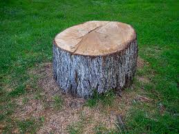 How Our Tree Care Process Works  in  French Camp, CA