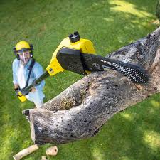 Best Stump Grinding and Removal  in French Mp, CA