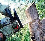  French Mp, CA Tree Care Pros