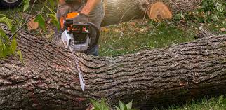 Best Tree Disease Treatment  in French Mp, CA