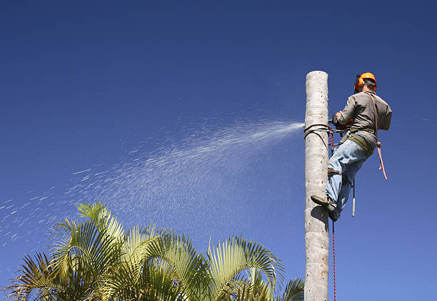 Best Lawn Watering Services  in French Mp, CA