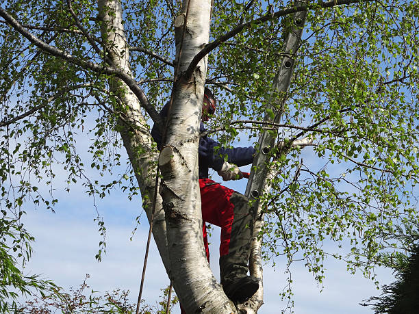 Trusted French Camp, CA Tree Care Experts