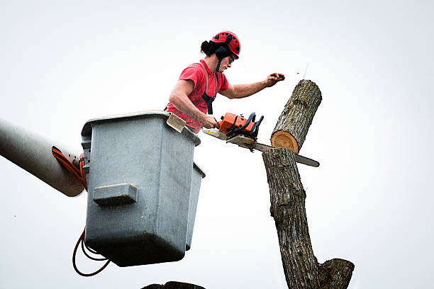 Best Root Management and Removal  in French Mp, CA