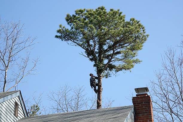Best Tree Cabling and Bracing  in French Mp, CA