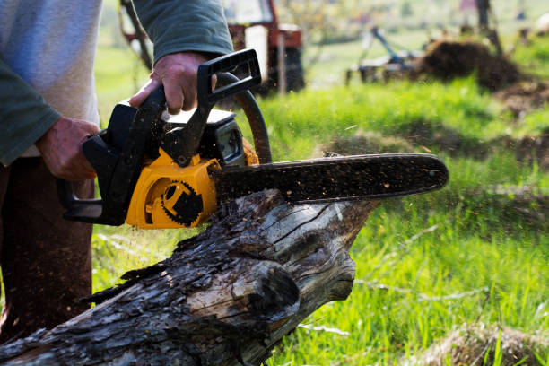 Best Tree and Shrub Care  in French Mp, CA